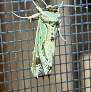 Cosmodes elegans at Jerrabomberra, NSW - 29 Dec 2021