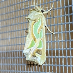 Cosmodes elegans at Jerrabomberra, NSW - suppressed