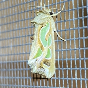 Cosmodes elegans at Jerrabomberra, NSW - 29 Dec 2021