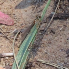 Xanthagrion erythroneurum (Red & Blue Damsel) at Isabella Plains, ACT - 29 Dec 2021 by RodDeb