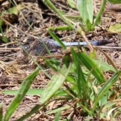 Orthetrum caledonicum at Isabella Plains, ACT - 29 Dec 2021 01:26 PM