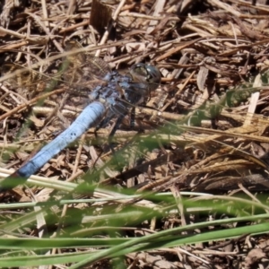 Orthetrum caledonicum at Isabella Plains, ACT - 29 Dec 2021 01:26 PM