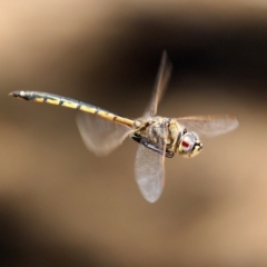 Hemicordulia tau (Tau Emerald) at Isabella Plains, ACT - 29 Dec 2021 by RodDeb