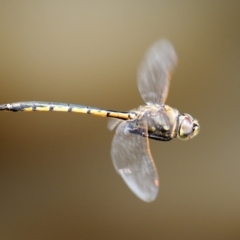 Hemicordulia tau at Isabella Plains, ACT - 29 Dec 2021