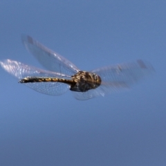 Hemicordulia tau at Isabella Plains, ACT - 29 Dec 2021