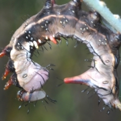 Neola semiaurata (Wattle Notodontid Moth) at Molonglo Valley, ACT - 29 Dec 2021 by Harrisi