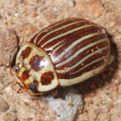 Paropsisterna intacta (Eucalyptus Leaf Beetle) at Brindabella National Park - 28 Dec 2021 by Harrisi