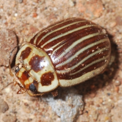 Paropsisterna intacta (Eucalyptus Leaf Beetle) at Brindabella National Park - 28 Dec 2021 by Harrisi