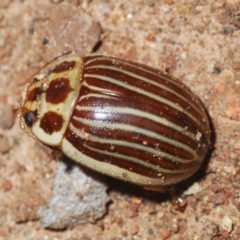 Paropsisterna intacta at Uriarra, NSW - 28 Dec 2021 12:55 PM