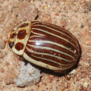 Paropsisterna intacta at Uriarra, NSW - 28 Dec 2021 12:55 PM