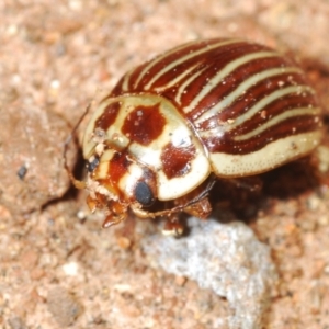 Paropsisterna intacta at Uriarra, NSW - 28 Dec 2021