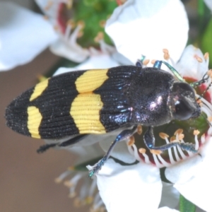 Castiarina bifasciata at Cotter River, ACT - 28 Dec 2021 02:25 PM