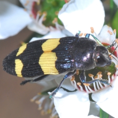 Castiarina bifasciata (Jewel beetle) at Lower Cotter Catchment - 28 Dec 2021 by Harrisi
