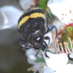 Castiarina bifasciata at Cotter River, ACT - 28 Dec 2021