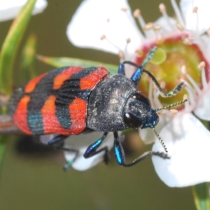 Castiarina kershawi at Cotter River, ACT - 28 Dec 2021