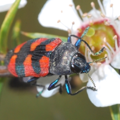 Castiarina kershawi (A jewel beetle) at Cotter River, ACT - 28 Dec 2021 by Harrisi