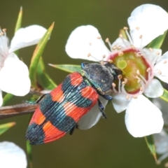 Castiarina kershawi at Cotter River, ACT - 28 Dec 2021 02:10 PM