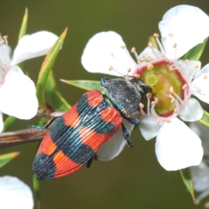 Castiarina kershawi at Cotter River, ACT - 28 Dec 2021 02:10 PM