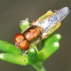 Odontomyia sp. (genus) (A soldier fly) at Uriarra, NSW - 28 Dec 2021 by Harrisi