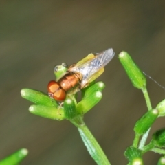 Odontomyia sp. (genus) at Uriarra, NSW - 28 Dec 2021
