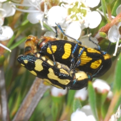 Castiarina octospilota (A Jewel Beetle) at Molonglo Valley, ACT - 29 Dec 2021 by Harrisi