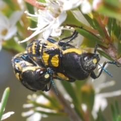 Castiarina octospilota at Molonglo Valley, ACT - 29 Dec 2021