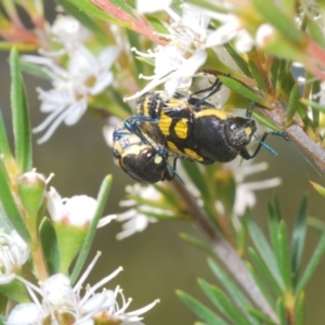 Castiarina octospilota at Molonglo Valley, ACT - 29 Dec 2021