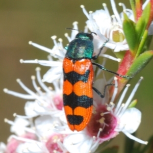 Castiarina crenata at Molonglo Valley, ACT - 29 Dec 2021