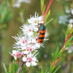 Castiarina crenata at Molonglo Valley, ACT - 29 Dec 2021