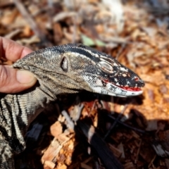 Varanus rosenbergi (Heath or Rosenberg's Monitor) at Namadgi National Park - 29 Dec 2021 by JBrickhill