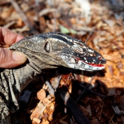 Varanus rosenbergi (Heath or Rosenberg's Monitor) at Rendezvous Creek, ACT - 29 Dec 2021 by JBrickhill