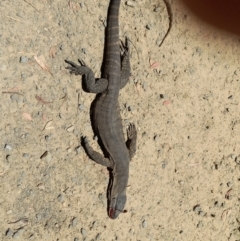 Varanus rosenbergi at Rendezvous Creek, ACT - suppressed