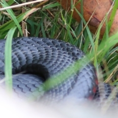 Pseudechis porphyriacus (Red-bellied Black Snake) at Bournda, NSW - 26 Dec 2021 by KylieWaldon