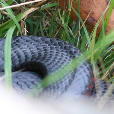 Pseudechis porphyriacus (Red-bellied Black Snake) at Bournda, NSW - 25 Dec 2021 by KylieWaldon