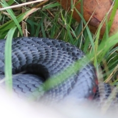 Pseudechis porphyriacus (Red-bellied Black Snake) at Bournda, NSW - 25 Dec 2021 by KylieWaldon