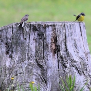 Microeca fascinans at Bournda, NSW - 26 Dec 2021