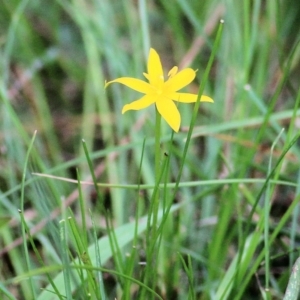 Hypoxis hygrometrica at Bournda, NSW - 26 Dec 2021