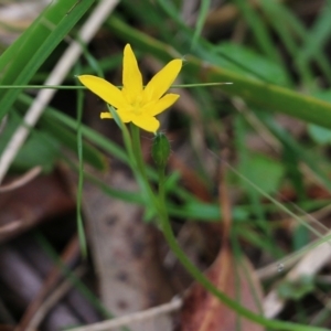 Hypoxis hygrometrica at Bournda, NSW - 26 Dec 2021