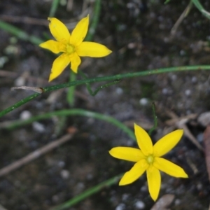 Hypoxis hygrometrica at Bournda, NSW - 26 Dec 2021