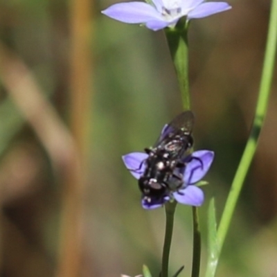 Unidentified True fly (Diptera) at Cook, ACT - 28 Dec 2021 by Tammy