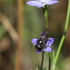 Unidentified True fly (Diptera) (TBC) at Cook, ACT - 28 Dec 2021 by Tammy