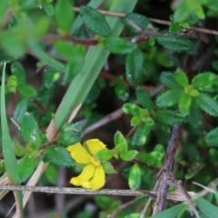 Hibbertia aspera subsp. aspera at Bournda, NSW - 26 Dec 2021 by KylieWaldon
