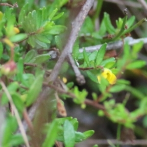 Hibbertia aspera subsp. aspera at Bournda, NSW - 26 Dec 2021