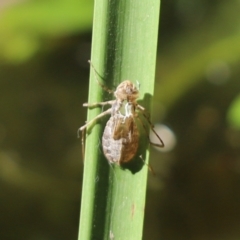 Anisoptera (suborder) at Cook, ACT - 29 Dec 2021 03:41 PM