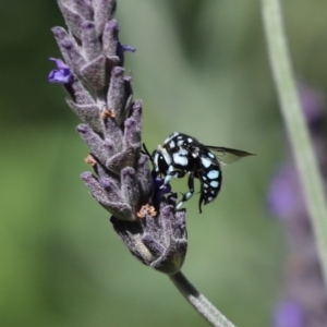 Thyreus caeruleopunctatus at Cook, ACT - 29 Dec 2021