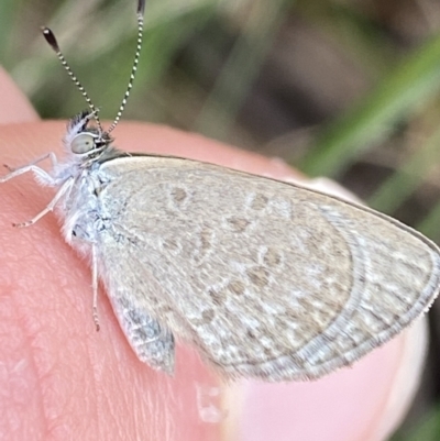Zizina otis (Common Grass-Blue) at Cotter River, ACT - 27 Dec 2021 by Ned_Johnston