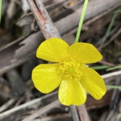 Ranunculus lappaceus (Australian Buttercup) at Cotter River, ACT - 27 Dec 2021 by Ned_Johnston