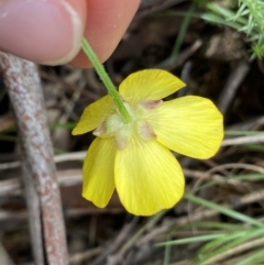 Ranunculus lappaceus at Cotter River, ACT - 28 Dec 2021 10:16 AM