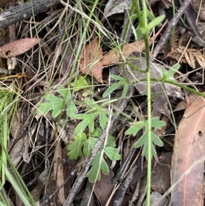 Ranunculus lappaceus at Cotter River, ACT - 28 Dec 2021