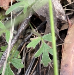 Ranunculus lappaceus at Cotter River, ACT - 28 Dec 2021